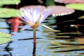 Chicago Botanic Garden