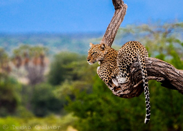 GG Leopard resting WM