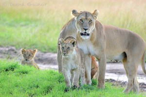 Lioness and Cubs