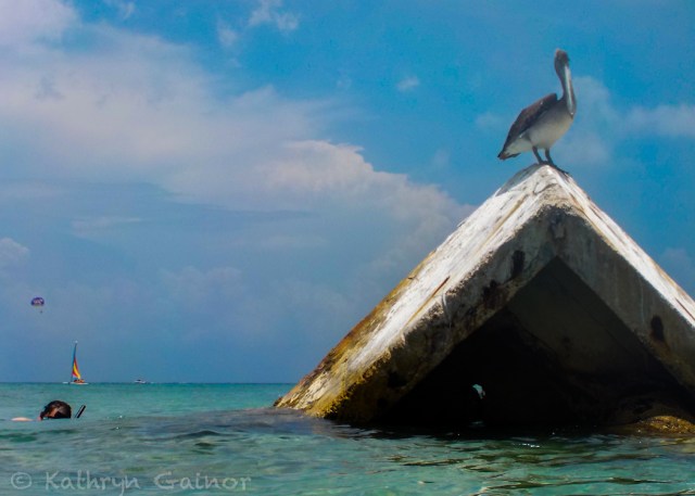 2014 RTW Katie Cozumel Bird