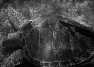 GG Blog Akumal Turtle Sucker 1 LR BW WM