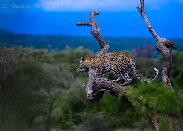 GG Blog Leopard Stalking WM