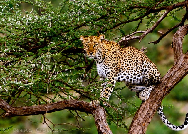 GG Blog Leopard Thorn LR WM