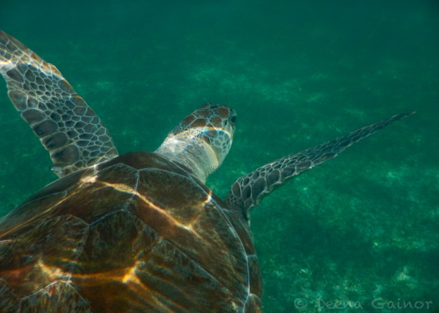 GG Blog PDC Akumal Turtle 3 LR WM