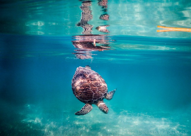 GG Blog PDC Akumal Turtle 4 LR WM