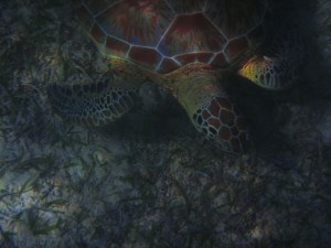 Awesome shot if I do say so myself