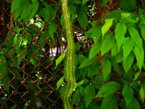GG RTW Mexico Cactus Plant