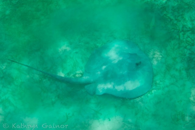 Katie Mexico Sting Ray 1 LR WM