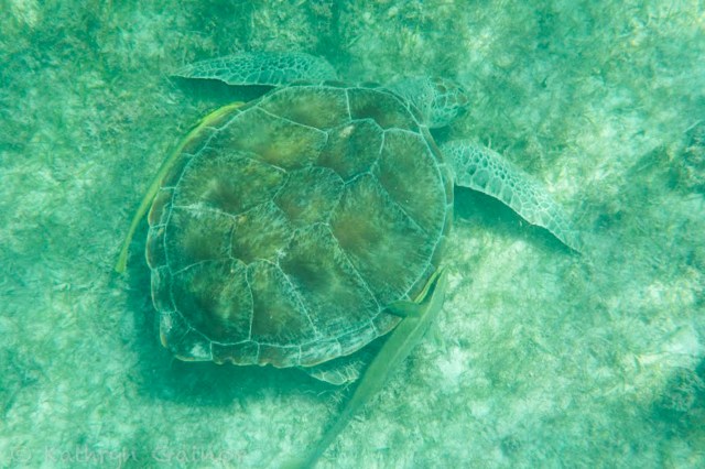 Katie Mexico Turtle 2 LR WM