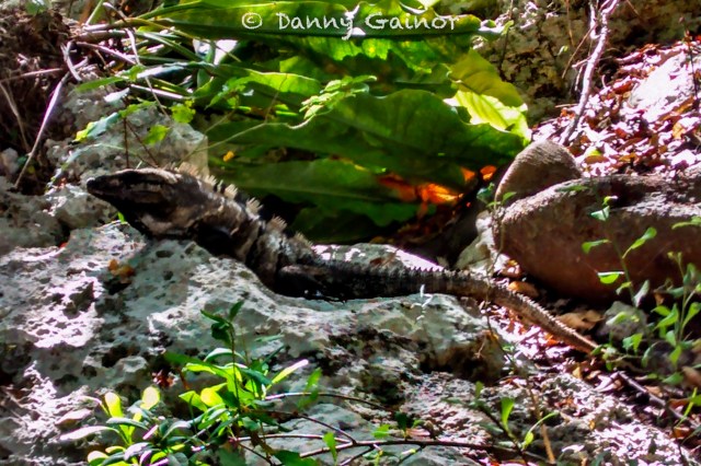 RTW Mexico Danny Iguana 2014 LR WM
