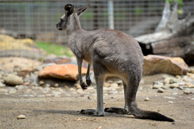 Justing hanging with the kangaroos