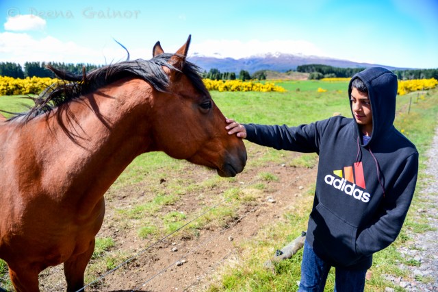 Horse at Tongariro National Park