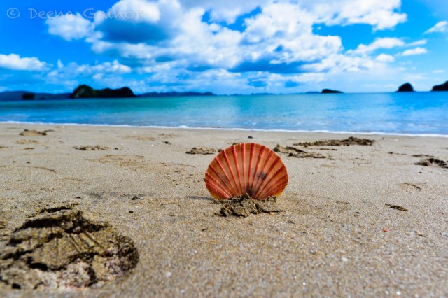 Here's a shell I found that Mom took a photo of