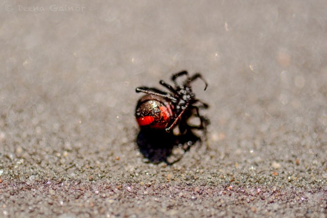The Redback Spider - poisonous!  