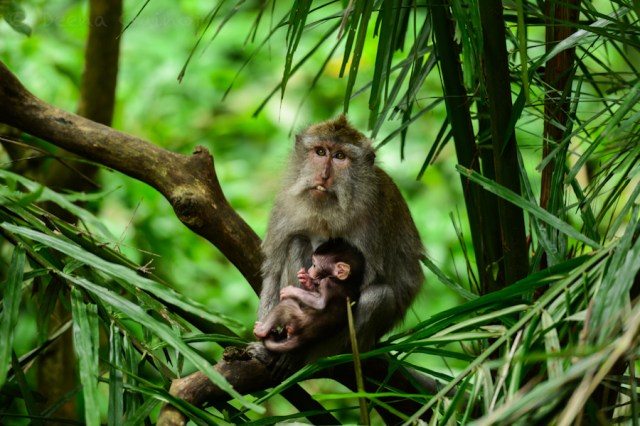 2015 RTW Indonesia Monkey 2 wm