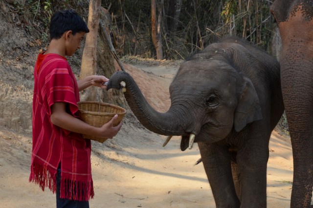 Ryan offering sugar cane to mom and baby