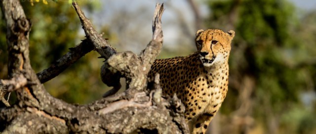 Photo by Deena Gainor