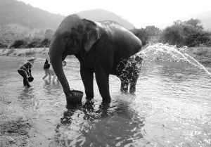Thailand elephant 2
