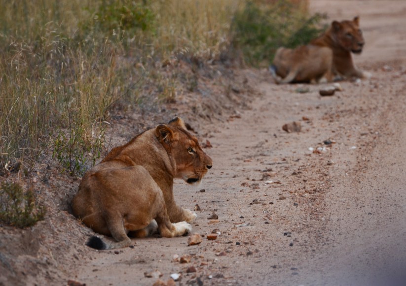 female lion encounter (#2) 1