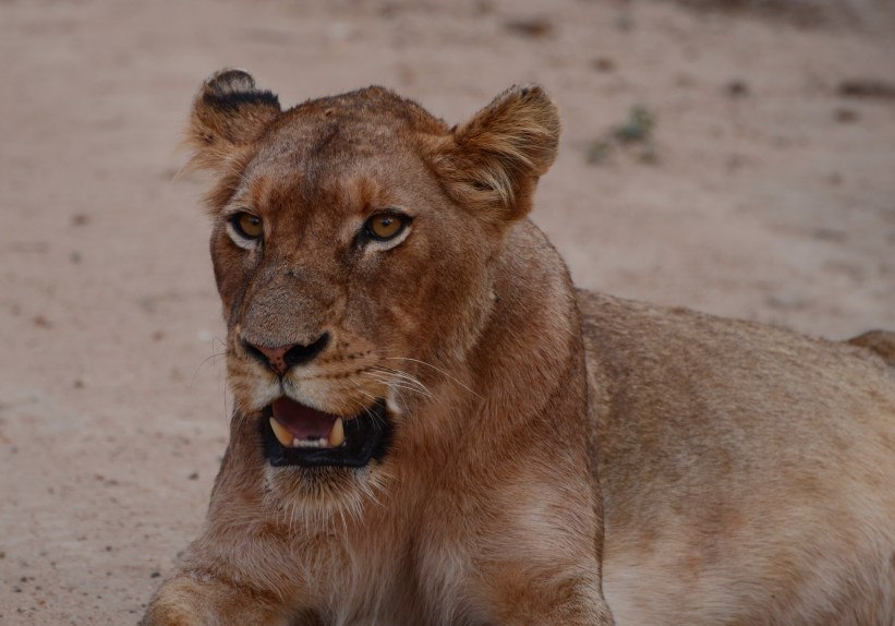 female lion encounter (#2) 5