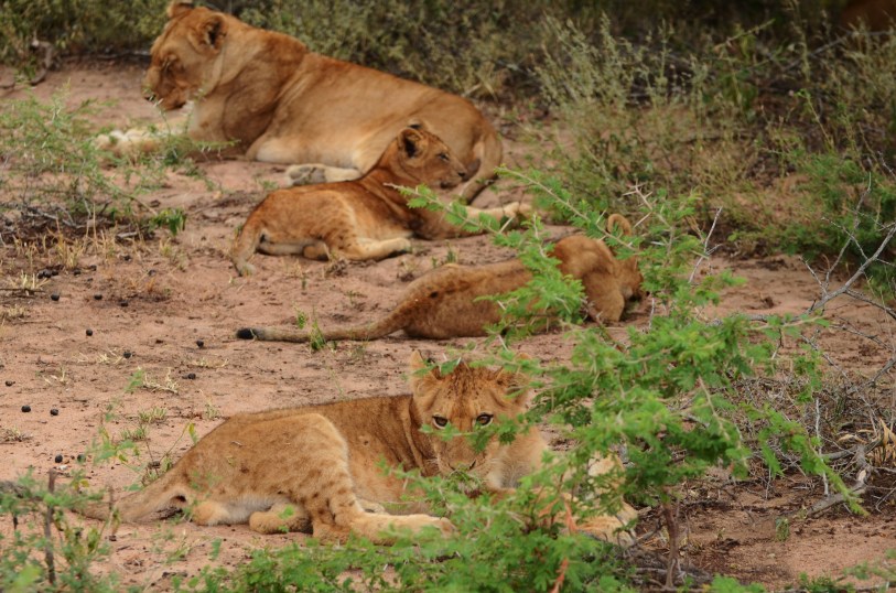 lion cubs 6