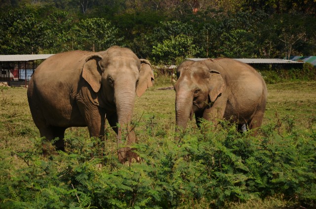 Thailand elephant 4